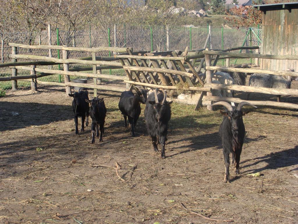 Gospodarstwo Agroturystyczne Ania I Filip Izabelin  المظهر الخارجي الصورة